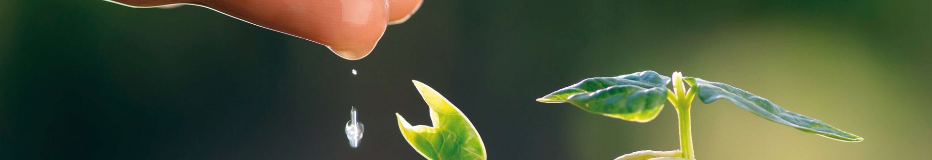 Von einer Hand fallen Wassertropfen auf einen kleinen Pflanzenkeimling