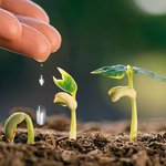 Von einer Hand fallen Wassertropfen auf einen kleinen Pflanzenkeimling