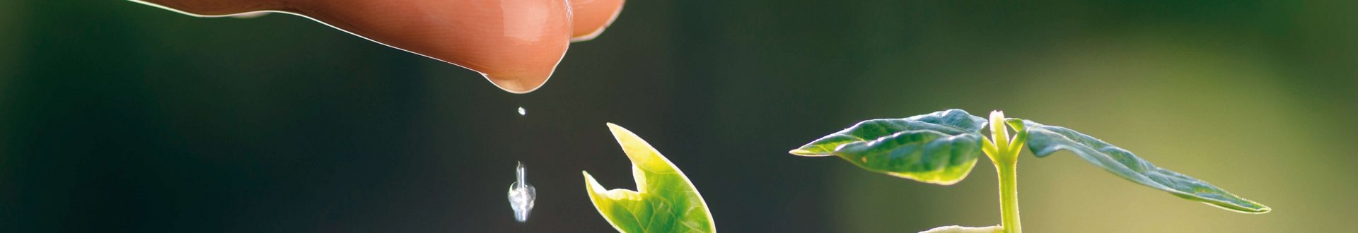 Von einer Hand fallen Wassertropfen auf einen kleinen Pflanzenkeimling