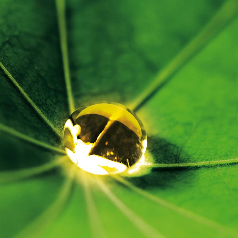 Blatt mit einem gold farbenen Tropfen in der Mitte.