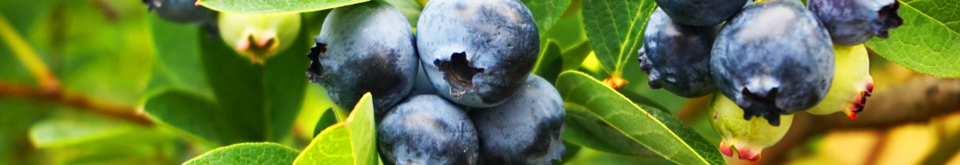 Strauch voller erntereifer Blaubeeren