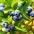Strauch voller erntereifer Blaubeeren