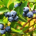 Strauch voller erntereifer Blaubeeren