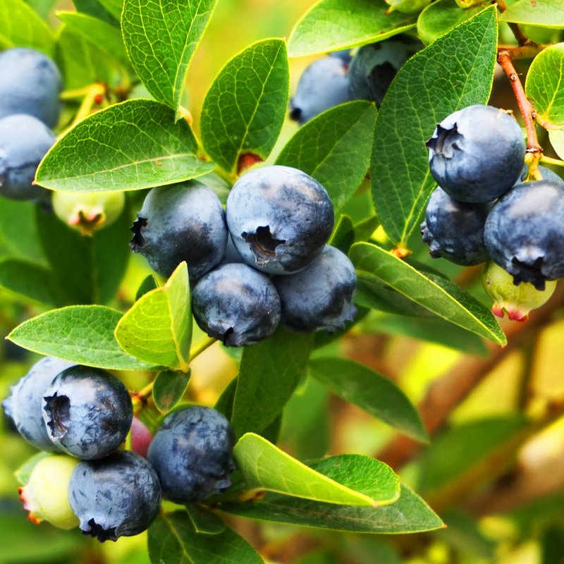 Strauch voller erntereifer Blaubeeren