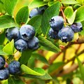 Strauch voller erntereifer Blaubeeren