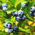 Strauch voller erntereifer Blaubeeren
