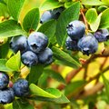 Strauch voller erntereifer Blaubeeren