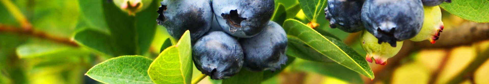 Strauch voller erntereifer Blaubeeren