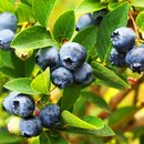 Strauch voller erntereifer Blaubeeren