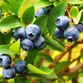 Strauch voller erntereifer Blaubeeren