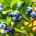 Kultur Obstbau – Strauchbeeren – Blaubeeren Strauch voller erntereifer Blaubeeren