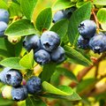 Strauch voller erntereifer Blaubeeren