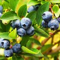 Strauch voller erntereifer Blaubeeren