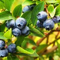Strauch voller erntereifer Blaubeeren