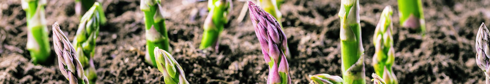 Grüne Spargelspitzen die aus der Erde brechen