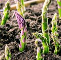 Grüne Spargelspitzen die aus der Erde brechen