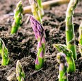 Kultur Gemüsebau – Spargel Grüne Spargelspitzen die aus der Erde brechen