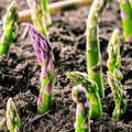 Grüne Spargelspitzen die aus der Erde brechen