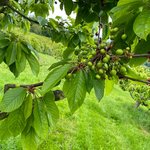 Noch unreife, klein, grüne Kirschen am Baum