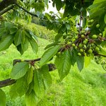 Noch unreife, klein, grüne Kirschen am Baum