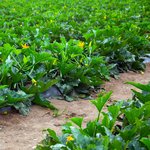 Zucchinipflanze auf einem Feld bei starker Sonneneinstrahlung.