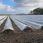 Abgedeckter Spargel Spargelfeld im Frühjahr welches mit Folie abgedeckt ist