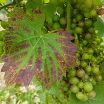 Rote Umrandung eines Weinblattes mit verschrumpelten Weintrauben.