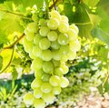 Kultur Obstbau – Tafeltrauben – Weiße Tafeltrauben Reebe mit reifen, weißen Tafeltrauben
