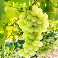 Kultur Obstbau – Tafeltrauben – Weiße Tafeltrauben Reebe mit reifen, weißen Tafeltrauben