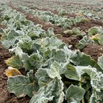Rapspflanzen im Frühjahr mit leichtem Frost.