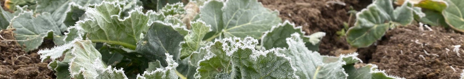Rapspflanzen im Frühjahr mit leichtem Frost.