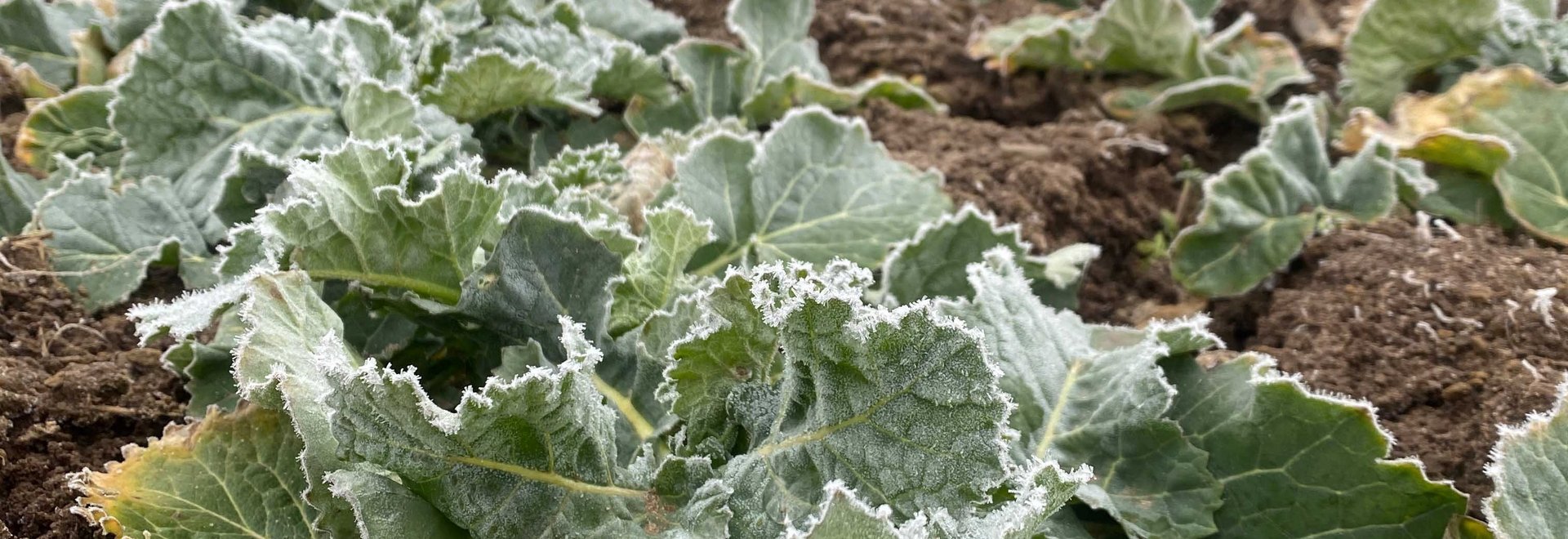 Rapspflanzen im Frühjahr mit leichtem Frost.