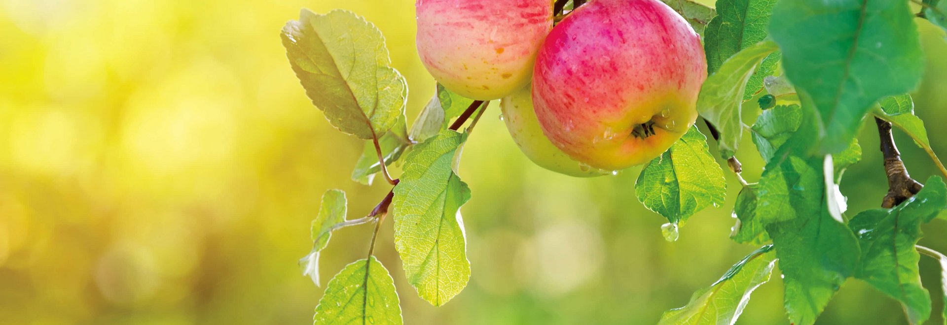 Zwei rote Äpfel am Baum