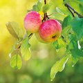 Zwei rote Äpfel am Baum