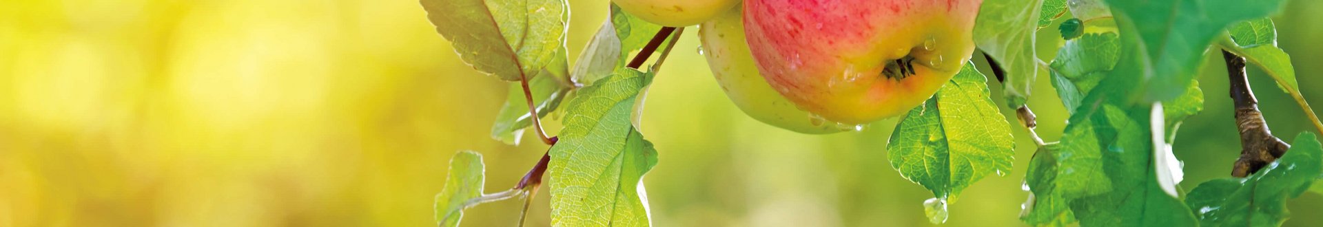 Zwei rote Äpfel am Baum