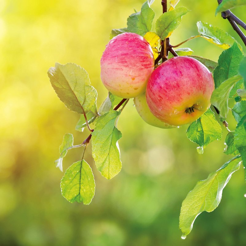 Zwei rote Äpfel am Baum
