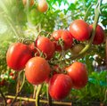 Reife Tomaten noch an der Pflanze hängend