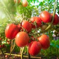 Legumicultură - Legume Reife Tomaten noch an der Pflanze hängend