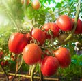 Reife Tomaten noch an der Pflanze hängend