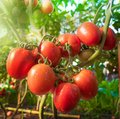 Kultur Gemüsebau – Fruchtgemüse – Tomaten Reife Tomaten noch an der Pflanze hängend