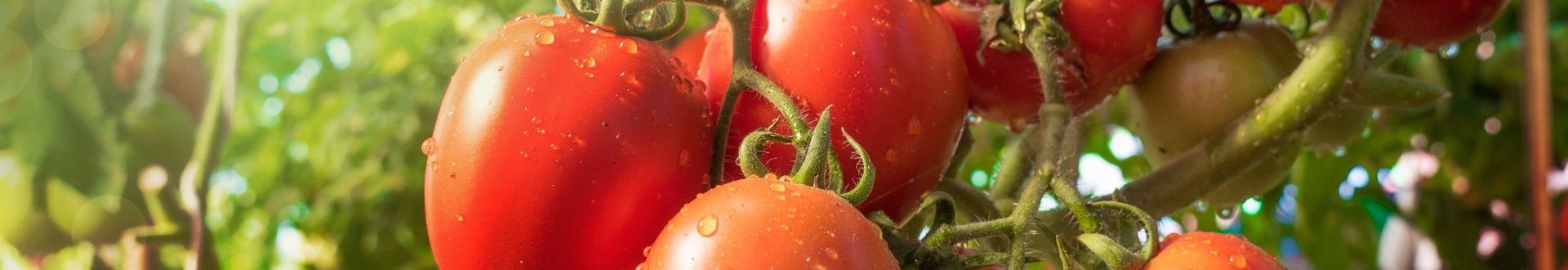 Reife Tomaten noch an der Pflanze hängend