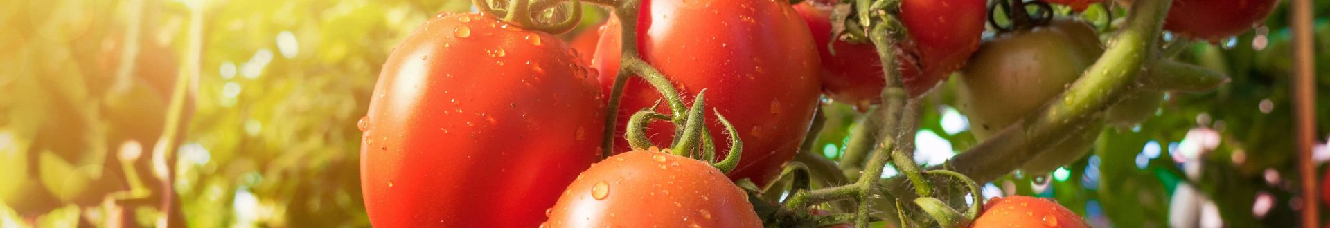 Reife Tomaten noch an der Pflanze hängend