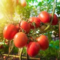 Reife Tomaten noch an der Pflanze hängend