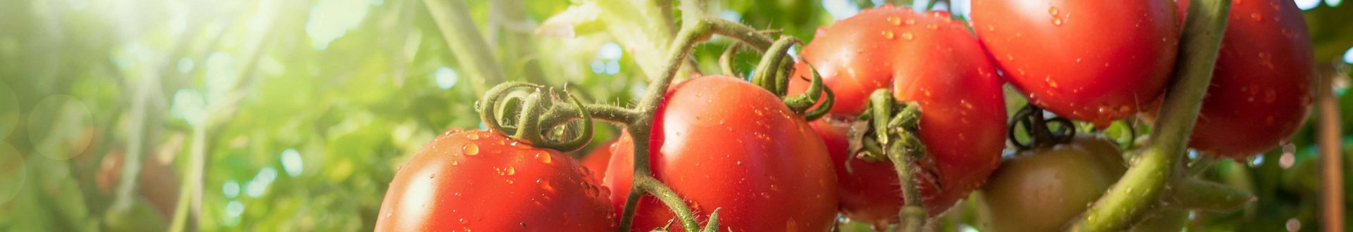 Reife Tomaten noch an der Pflanze hängend