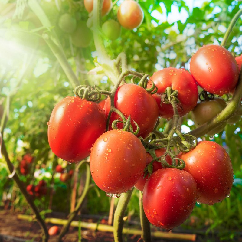 Reife Tomaten noch an der Pflanze hängend