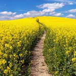 Blühendes Rapsfeld Feld von blühendem Raps mit Weg der das Feld teilt