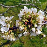 Kirschblüten im Sonnenlicht mit weißen Blütenblättern.