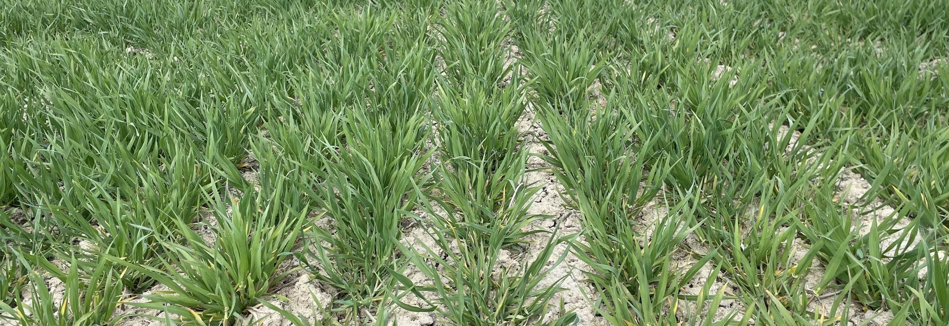 Ein Feld mit junger grüner Gerste, aber auf trockenem gerissenem Boden.