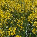 Feld mit blühendem Raps