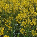 Feld mit blühendem Raps